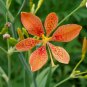 LEOPARD LILY Belamcanda Chinensis - 10+ SEEDS FJ