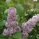 EARLY KOREAN LILAC Syringa Oblata - 10+ SEEDS FJ