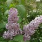 EARLY KOREAN LILAC Syringa Oblata - 10+ SEEDS FJ