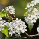 CALLERY PEAR Pyrus Calleryana - 10+ SEEDS FJ