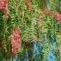 CALIFORNIA PEPPER TREE Schinus Molle - 5+ SEEDS FJ