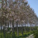 PAULOWNIA PAO TONG Z07 Paulownia Hybrid - 5000+ SEEDS FJ