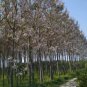 PAULOWNIA PAO TONG Z07 Paulownia Hybrid - 5000+ SEEDS FJ