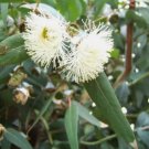 TASMANIAN BLUE GUM Eucalyptus Globulus - 20+ SEEDS FJ