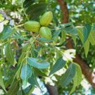 PAPERSHELL PECAN Carya Illinoensis - 5 SEEDS FJ