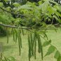 PAPERSHELL PECAN Carya Illinoensis - 5 SEEDS FJ