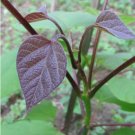 CHINESE BEAN TREE Catalpa Fargesii - 10 SEEDS FJ