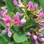 SHRUBY LESPEDEZA Lespedeza Bicolor - 50 SEEDS FJ