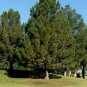 AFGHAN PINE Pinus Eldarica - 10 SEEDS FJ