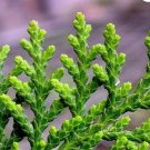 ORIENTAL ARBORVITAE Thuja Orientalis - 10+ SEEDS FJ