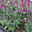 CAMPION Lychnis Coronaria mix - 30 SEEDS FJ