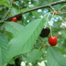 SWEET CHERRY Prunus Avium - 5+ SEEDS FJ