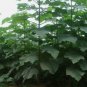 SHANTONG HYBRID Paulownia Shan Tong 200 SEEDS FJ