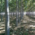 ROYAL TREEME, NORDMAX 21 Paulownia 9501 Hybrid 200 seeds FJ