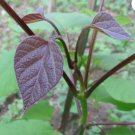 CHINESE BEAN TREE Catalpa Fargesii - 5+ SEEDS FJ