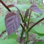 CHINESE BEAN TREE Catalpa Fargesii - 5+ SEEDS FJ
