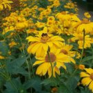 OX EYE (SUMMER SUN) Heliopsis Helianthoides Scabra - 50 SEEDS FJ