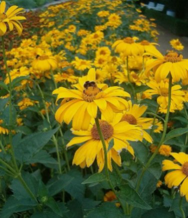 OX EYE (SUMMER SUN) Heliopsis Helianthoides Scabra - 50 SEEDS FJ