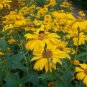 OX EYE (SUMMER SUN) Heliopsis Helianthoides Scabra - 50 SEEDS FJ