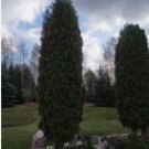 EASTERN ARBORVITAE PYRAMIDAL Thuja Occidentalis pyramidalis - 50 SEEDS FJ