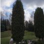 EASTERN ARBORVITAE PYRAMIDAL Thuja Occidentalis pyramidalis - 50 SEEDS FJ