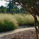 SAND LOVEGRASS Eragrostis Trichoides - 100+ SEEDS FJ