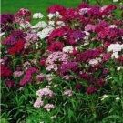 SWEET WILLIAM Dianthus Barbatus mix - 25+ SEEDS FJ