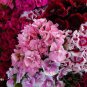 SWEET WILLIAM Dianthus Barbatus mix - 25+ SEEDS FJ