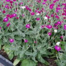 CAMPION Lychnis Coronaria mix - 30 SEEDS FJ