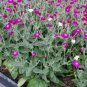 CAMPION Lychnis Coronaria mix - 30 SEEDS FJ