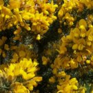 GORSE Ulex Europaeus - 30 SEEDS FJ