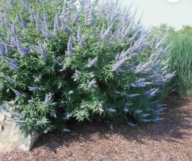 LILAC CHASTE TREE Vitex Agnus castus - 10 SEEDS FJ