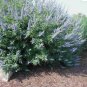 LILAC CHASTE TREE Vitex Agnus castus - 10 SEEDS FJ