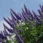 LILAC CHASTE TREE Vitex Agnus castus - 10 SEEDS FJ