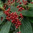 LEATHER LEAF VIBURNUM Viburnum Rhytidophyllum - 15 SEEDS FJ