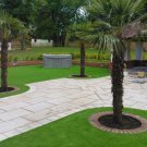 CHINESE WINDMILL PALM Trachycarpus Fortunei - 5 SEEDS FJ