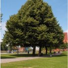 SILVER LINDEN Tilia Tomentosa - 20 SEEDS FJ