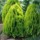 NANA CHINESE ARBORVITAE Thuja Orientalis Compacta - 5 SEEDS FJ