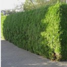 NORTHERN WHITE CEDAR Thuja Occidentalis - 25 SEEDS FJ