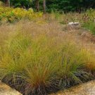 PRAIRIE DROPSEED Sporobolus Heterolepis - 25 SEEDS FJ