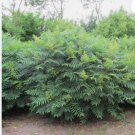 STAGHORN SUMAC Rhus Typhina - 30 SEEDS FJ