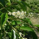 BLACK CHERRY Prunus Serotina - 10 SEEDS FJ
