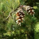 BALKAN PINE Pinus Peuce / excelsa - 10 SEEDS FJ