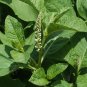 AMERICAN POKEWEED Phytolacca Americana - 25 SEEDS FJ