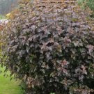 REDLEAVED NINEBARK Physocarpus Opulifolius Atropurpurea - 50 SEEDS FJ