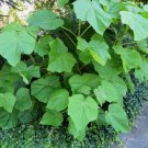 PRINCESS TREE Paulownia Tomentosa - 200 SEEDS FJ