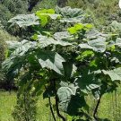 BEAUTIFUL PAULOWNIA TREE Paulownia Elongata - 1000 SEEDS FJ