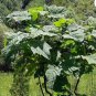 BEAUTIFUL PAULOWNIA TREE Paulownia Elongata - 1000 SEEDS FJ