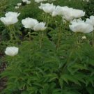GARDEN PEONY Paeonia Lactiflora - 5 SEEDS FJ