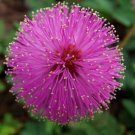 SENSITIVE PLANT Mimosa Pudica - 30 SEEDS FJ
